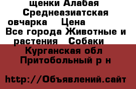 щенки Алабая (Среднеазиатская овчарка) › Цена ­ 15 000 - Все города Животные и растения » Собаки   . Курганская обл.,Притобольный р-н